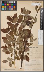 Foto von Salix aurita L. x Salix caprea L.